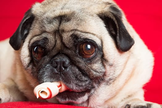 Pug on Red Couch.