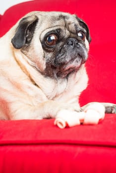 Pug on Red Couch.