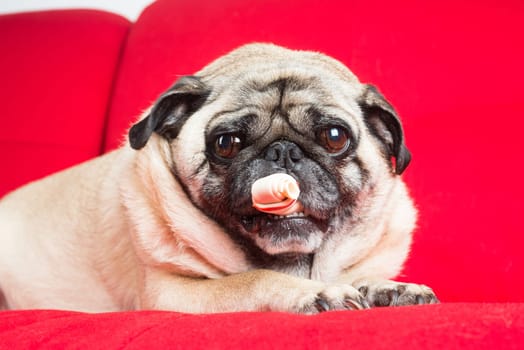 Pug on Red Couch.