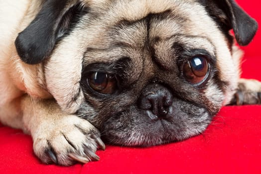 Pug on Red Couch.