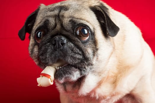 Pug with Treat