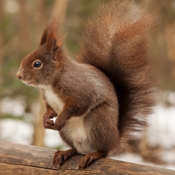 Squirrel,close-up of cuddly animal in winter