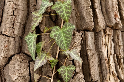 Tree bark with climbing plant,close-up of ivy on a tree