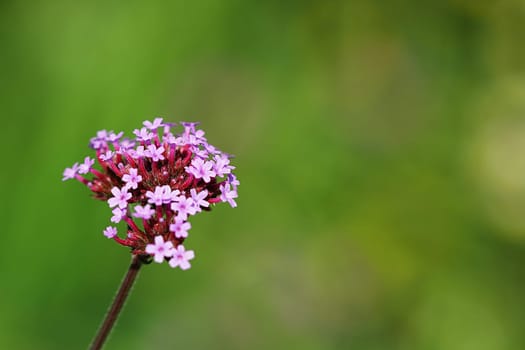 Argentine verbena Verbena bonariensis