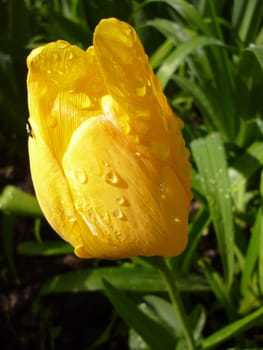 Tulip