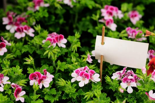 Flower and price tag