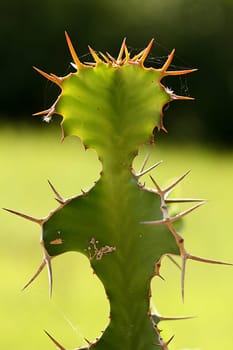 Cactus