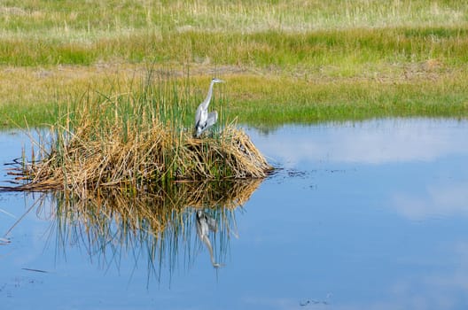 heron on a bush in Bryce Canyon National Park