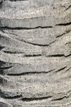 detail of the bark on the trunk of a palm tree
