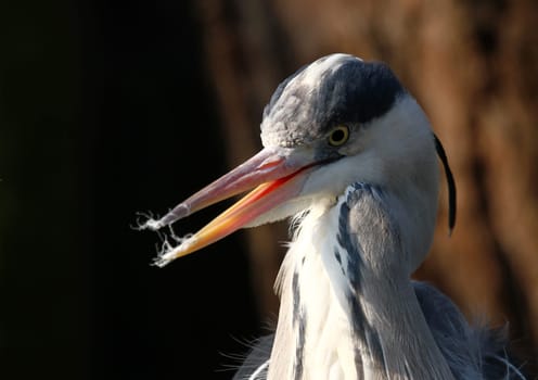 feathers,heron,grey heron,nature,portrait,heron,wading bird,animal