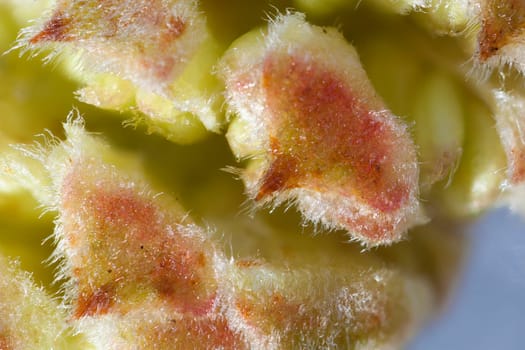 Common hazel - male flowers in a macro shot