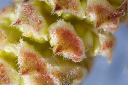 Common hazel - male flowers in a macro shot - super macro