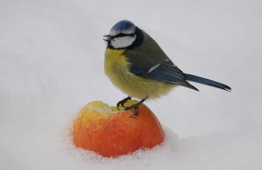 Blue in the snow