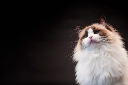Beautiful young healthy Ragdoll cat isolated on a black background. High quality photo