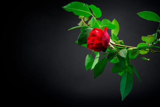 Red rose on a branch with foliage isolated on a black background.