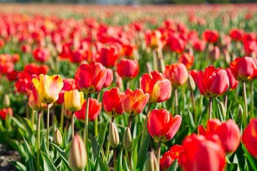 Amazing blooming colorful Tulip. Beautiful red tulip flowers growing in field. Dutch landscape in the Netherlands