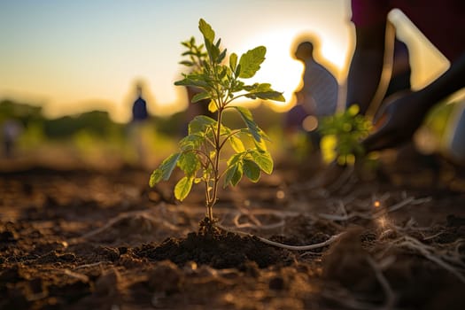 a young plant being planted in the ground with other plants and people looking on from the side to the right