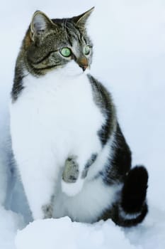 Curious in the snow