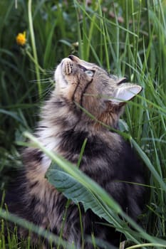 A young Norwegian forest cat hunting