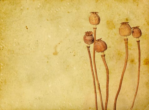 Dry poppies on old paper background