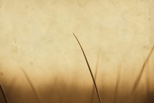 Vintage nature background