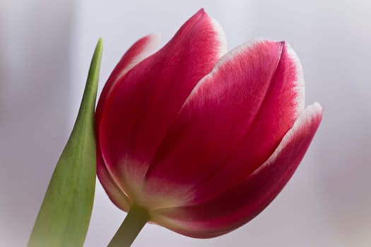 Tulip