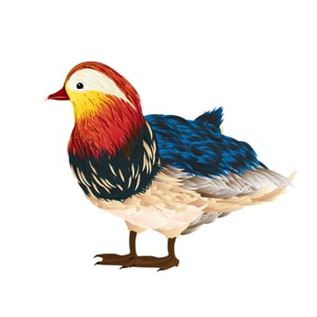 Little mandarin duck drawing over white background