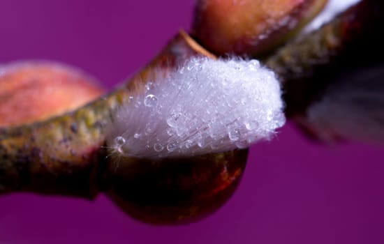 Willow catkin
