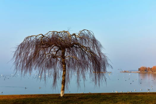 A touch of spring on Lake Neuchâtel