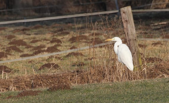Great White Egret in the Morning Light