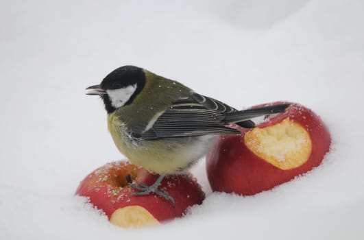 Great in the snow