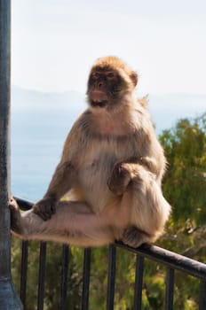 Ape in Gibraltar sitting on the fence