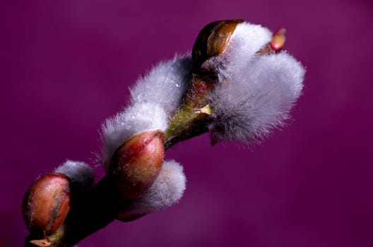 Willow catkin