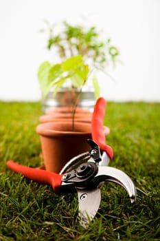 Gardening time, garden