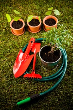 Gardening concept