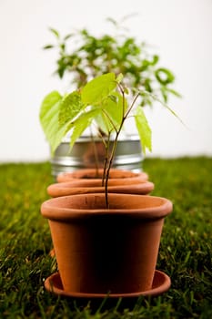 Gardening time, garden