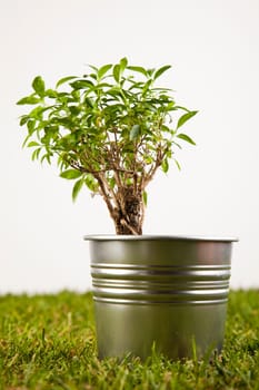 Gardening concept