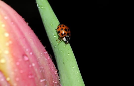 Ladybird