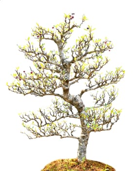 beautiful bonsai tree isolated on white background