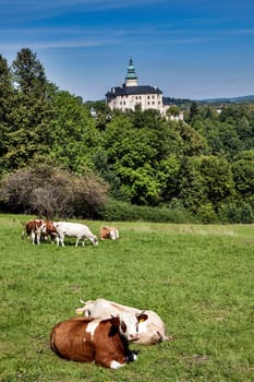 Czech Republic - castle Frydlant with cows