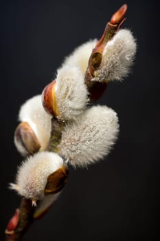 Willow catkin