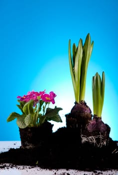 Gardening concept