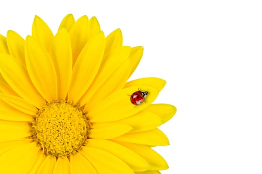 Ladybug on gerbera flower.