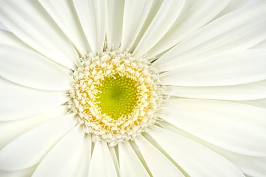 Close-up of a white gerbera flower.