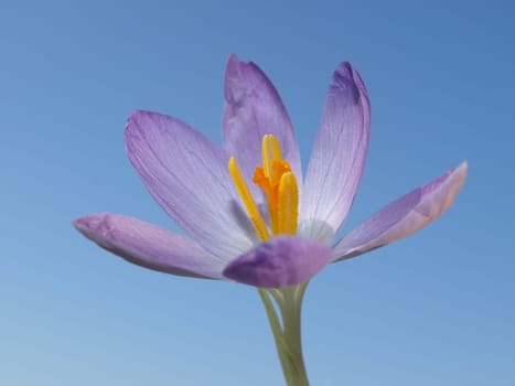 Wild Crocus