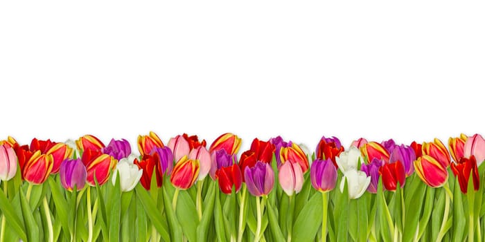 Colorful tulip meadow against white background