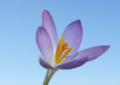 Wild Crocus