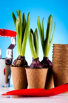 Gardening time, garden