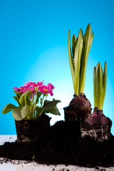 Garden concept