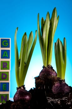 Gardening time, garden